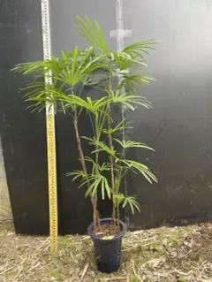 2026年最新】シュロチクの人気アイテム - メルカリ