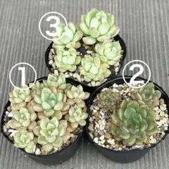 3種抜き苗セット　0608_3