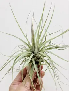 チランジア ベストインクラス Tillandsia - メルカリ