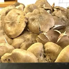 TS様専用。天然きのこウラベニホテイシメジ約500g