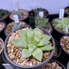 2026年最新】ハオルチアの人気アイテム - メルカリ