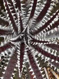 種子 ディッキア ヘブンアンドヘル Dyckia Heaven & Hell ⑵ - メルカリ