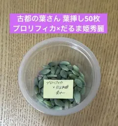 古都の葉さん プロリフィカ×だるま姫秀麗 葉挿し50枚のサムネイル