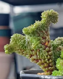 2026年最新】多肉植物 綴化の人気アイテム - メルカリ