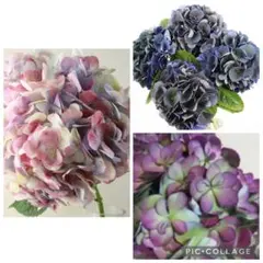 輸入紫陽花苗　3つセット‼️ スーパーオークションセール❗️ネコポス発送のサムネイル