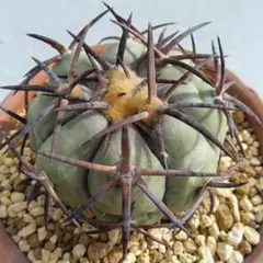 【古木実生】光琳玉ギムノカリキウムサボテン抜き苗発送ヴィンテージオールドサボテン 古木実生】光琳玉ギムノカリキウムサボテン抜き苗発送ヴィンテージ