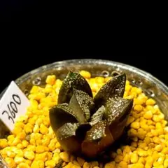 3600 シルバーアロー 実生多肉植物 ハオルチア アロエのサムネイル