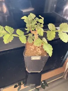 実*ま様 珍奇植物 ‼️ブルセラ・リナノエ、ブルセラ・リナノー 鉢のまま発送のサムネイル