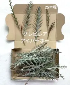 드라이플라워 그레빌레아 이버호 앤티크 리스 데코