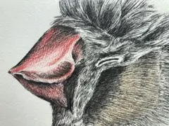 イラストの原画　ポストカード　錦華鳥