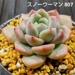 スノーウーマン 807 エケベリア 多肉植物 抜き苗