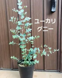 ユーカリ グニー リーフデザイン陶器鉢植え 苗 送料込み - メルカリ