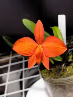 洋蘭原種カトレア　coccinea　　③のサムネイル