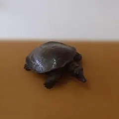 ニホンイシガメ剥製　全長18cm 飾りもの　ビンテージ品 ニホンイシガメ剥製 全長18cm 飾りもの ビンテージ品 - メルカリ