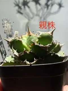 アガベ チタノタ 清櫻 セオ‼️自社OC株‼️鉢植え発送‼️ ⑨ - メルカリ
