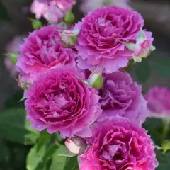 ◇元気モリモリ!豪華な開花株◇可憐なブルーミニバラ◇あすなろブルー