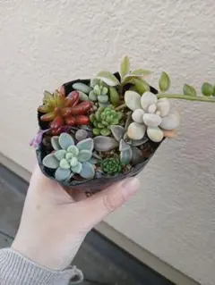 多肉植物　ちまちま寄せ