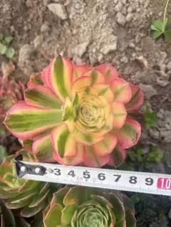 52#多肉植物アエオニウム錦❤️ 海仙❤️1大頭 11cm拨き苗 - メルカリ