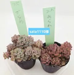 sala1110様 ざらめ❣️あられ❣️ ネコポス送料込
