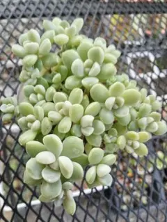 2025年最新】ケッセルリンギアナの人気アイテム - メルカリ