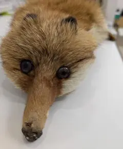 リアルファー マフラー