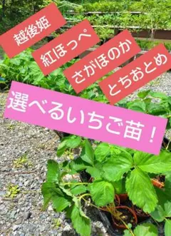 2026年最新】越後姫 苗の人気アイテム - メルカリ