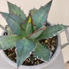 アガベ チタノタ　観葉植物