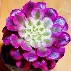 多肉植物アエオニウム錦 人気 ゴースト 魅影 抜き苗 特大苗 特選 美女