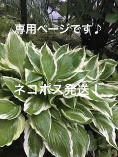 きよ様 専用ページ♪ネコポス発送！