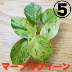 ポトス　マーブルクイーン　⑤ 斑入り　水耕栽培 ハイドロカルチャー　インテリアのサムネイル