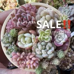 2026年最新】リラシナ 多肉の人気アイテム - メルカリ