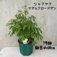 超逸品。常緑ヤマボウシ大株立ち ホンコンエンシス1.4M(鉢底から)品番B