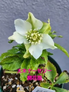 2026年最新】大木ナーセリーの人気アイテム - メルカリ