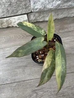 2026年最新】フィロデンドロンレアの人気アイテム - メルカリ