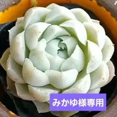 みかゆ様 リクエスト 2点 まとめ商品