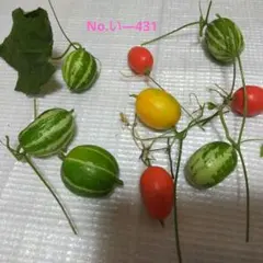 押し花素材 ★ カラスウリ 生花のオマケ付き