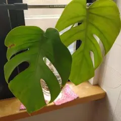 2026年最新】モンステラ デリシオーサの人気アイテム - メルカリ