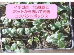 いちご苗　抜き苗　15株以上　10