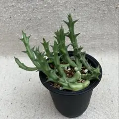 Cherry様 リクエスト 3点 まとめ商品