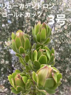 2025年最新】リューカデンドロの人気アイテム - メルカリ