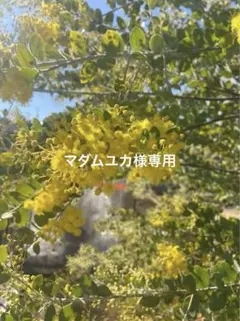 マダムユカ様専用　ミモザ　フレッシュ　予約販売