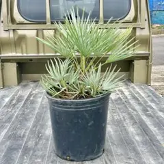 2025年最新】チャメロプス セリフェラの人気アイテム - メルカリ