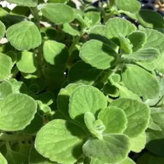 アロマティカス 苗 多肉植物 ハーブ