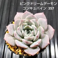 ピンクドリームデーモンコンキュバイン 357 エケベリア 多肉植物 抜き苗