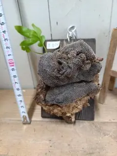 P004【新芽展開開始！】レカノプテリス ロマリオイデス 現地球のサムネイル
