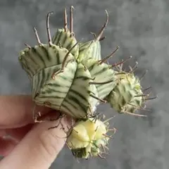 2025年最新】斑入りサボテンの人気アイテム - メルカリ