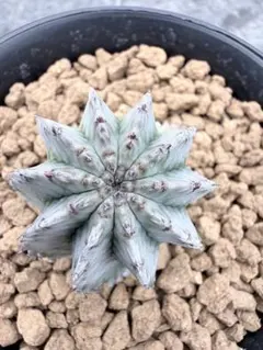 バニビス様 リクエスト 2点 まとめ商品