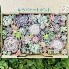 ✾57ちまちま寄せ植え　カット苗　多肉植物　寄せ植えセット　詰め合わせ