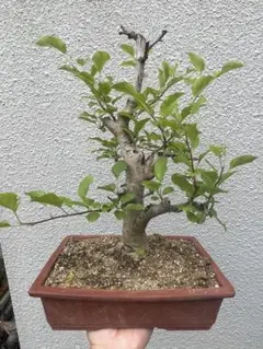 イワシデ(小品盆栽)寄せ植え希少品 - メルカリ