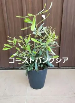 コーストバンクシア 鉢植え 苗 苗木 オージープランツ ドライガーデン